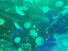-石家庄海洋公园