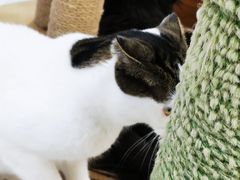 -喵园·猫主题咖啡厅·撸猫·猫咖(国贸店)