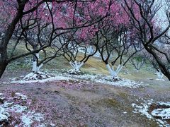 -南京古林公园