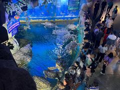 -烟台海昌鲸鲨海洋公园