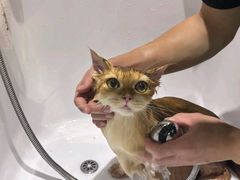 -FAELING PETS美天灵宠物(合生汇店)