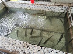 -望湖烤鱼