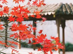 -秋霞圃