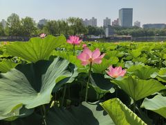 -莲花池公园