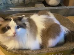 -白兔子密室(长寿路店)