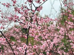 -上海滨江森林公园