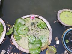 android_upload_pic-东湖公园