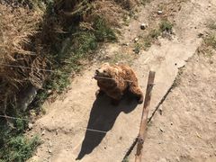 -新疆天山野生动物园