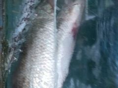 android_upload_pic-浪琴湾尾角仔海鲜坊