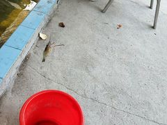 钓虾-小象钓虾·营地烧烤(洛溪店)