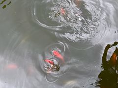 -龙头寺公园