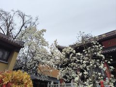 -灵谷景区