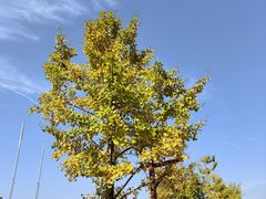 -武汉紫薇都市田园