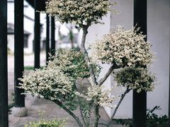 -惠山古镇·寄畅园