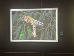 -罗红摄影艺术馆