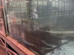 -东江湖游水三文鱼美食城