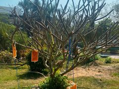 -中山大学附属第五医院