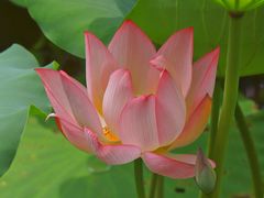 -荔湾湖公园