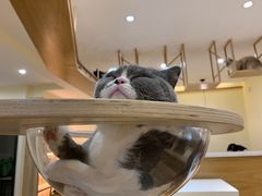 -滚猫咖啡·猫咖·猫友好撸猫(未来城店)