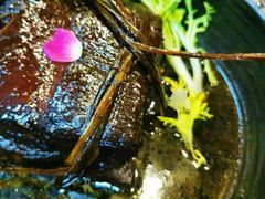 -绿茶餐厅(燕郊永旺店)