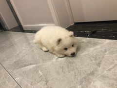 -pd派德宠物中心医院24H急重症·眼科中心·血液透析中心(嵩山北路店)