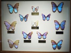 -上海昆虫博物馆