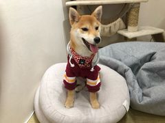 -逗柴咖啡屋·狗咖猫咖宠物桌游
