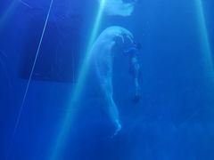 -芜湖新华联大白鲸海洋公园