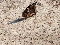 -上海佘山国家森林公园天马山园