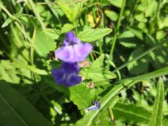 -白草畔自然风景区