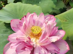 -莲花池公园