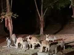 -清迈夜间动物园
