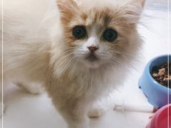 -李小姐の猫咖啡馆(五角场店)