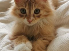 -中农大我爱我爱动物医院·核磁CT·猫病·24小时夜诊中心(石佛营店)