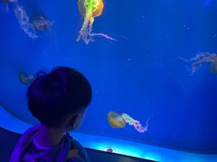 -海合安成都极地海洋公园
