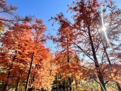 -昆山城市生态森林公园