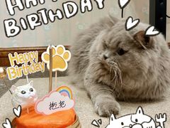 -屋虎猫馆(宝安大仟里店)