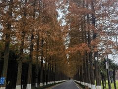 -黄海国家森林公园