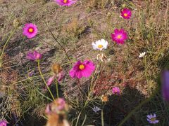 -春花秋色城市公园