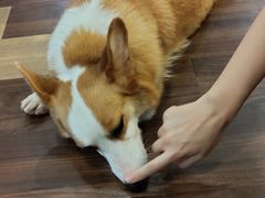 -柯斗斗主题餐厅·狗咖·围炉煮茶·茶饮(国瑞升平里店)