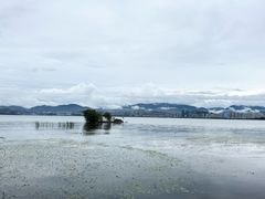 -洱海月湿地公园