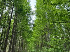 -桤木河湿地公园