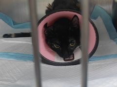 -暖阳宠物医院·犬猫康复中心·骨科