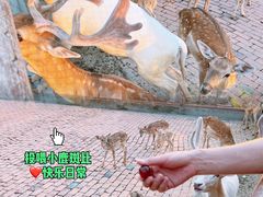 -无锡动物园·太湖欢乐园