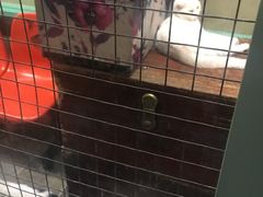 -猫咪博物馆(顶澳仔猫街店)