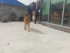 -宠物寄养训练学校