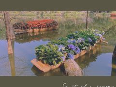 -深圳仙湖植物园