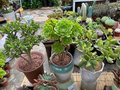 -秦美花卉(天朗·莱茵小城2期店)