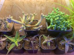 -Rabbit Cafe私房西餐甜点咖啡(栖霞路店)