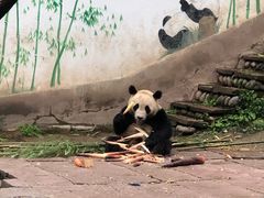 -中国大熊猫保护研究中心雅安碧峰峡基地